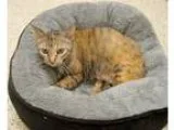 Adopt Jennie a Tortoiseshell Domestic Shorthair (short coat) cat
