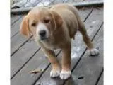 Adopt Buster-pending a TanYellowFawn - with White Golden Retriev