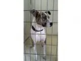 Adopt Levi a Brindle - with White Blue Heeler  Mixed dog in Terr