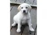 Adopt Bud a TanYellowFawn - with White Golden Retriever  Mixed d