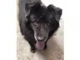 Adopt Alvin a Schipperke Belgian Shepherd Dog Sheepdog