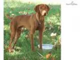 CKC Vizsla Bird Dog 4 Sale