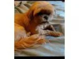 Adopt Fancy a Shih Tzu