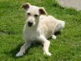 Adopt Betty a Terrier