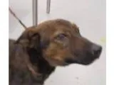 Adopt LibertiADOPTED a Shepherd