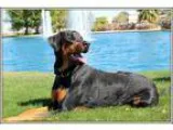 Adopt Luca a White - with Tan Yellow or Fawn Parson Russell Terr