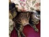 Adopt Wiki a Brown Tabby Maine Coon (long coat) cat in Indianapo