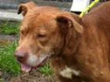 Adopt Preston a Pit Bull Terrier