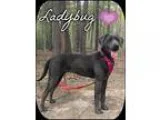 Adopt Ladybug (Pom-js) a BrownChocolate - with White Weimaraner 
