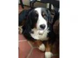 Adopt Jess a Tricolor (TanBrown and Black and White) Bernese Mou