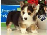 Exceptional Pembroke Welsh Corgi Pups