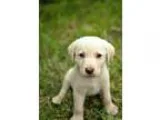 Adopt Baxter a Labrador Retriever German Shepherd Dog