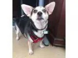 Adopt Buddy a Cardigan Welsh Corgi  Mixed dog in San Francisco C