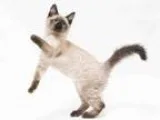 Adopt DUSK a Brown or Chocolate Siamese  Mixed (medium coat) cat