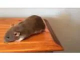 Adopt Vanessa a Rat