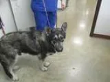 Adopt Gilbert Grape a German Shepherd Dog  Mixed dog in Irving T