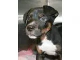 Adopt Islamorada a Pit Bull Terrier  Mixed dog in Irving TX (153