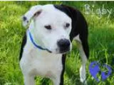 Adopt BOO BOO a Akita  Mixed dog in Pt. Richmond CA (15245799)