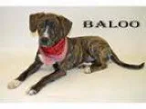 Adopt Prison dog Baloo a Beagle Terrier