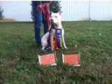 Adopt Jax a Staffordshire Bull Terrier
