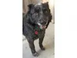 Adopt WALLY a Australian Cattle Dog  Corgi  Mixed dog in Pt.