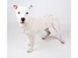 Adopt Sprite a Staffordshire Bull Terrier  Mixed dog in Decatur 