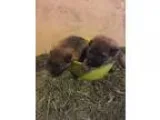 Large Greman Shepherd Puppies