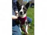 Adopt Orca a Cattle Dog
