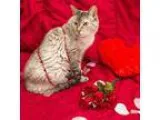 Adopt Trinity a Tan or Fawn Siamese  Mixed (short coat) cat in B