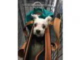 Adopt Buttercup a Domestic Medium Hair