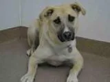 Adopt BILLY a Labrador Retriever  Mixed dog in Aurora CO (153070