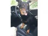 Adopt Miller a Welsh Corgi