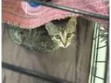 Adopt Baby Grady a Tabby - Brown