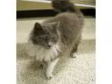 Adopt Joy a Gray or Blue (Mostly) Persian (long coat) cat in Geo