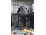 Adopt Lombardo a Black - with Tan Yellow or Fawn Rottweiler  Lab