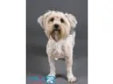 Adopt Esmerelda a Pug Beagle