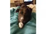 Adopt Simba a Labrador Retriever  American Staffordshire Terrier