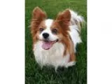 Maxx King Charles Cavalier