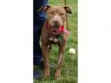 Adopt Destiny Diva- FREE DAY CARE a BrownChocolate American Pit 