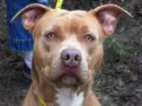 Adopt Vanetta a Pit Bull Terrier