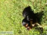 Yorkshire Terrier Puppies - Price  Negotiable