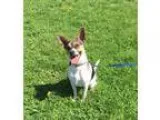 Adopt Tyson a Rat Terrier Jack Russell Terrier