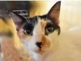 Adopt Chiclet a Calico or Dilute Calico Calico  Mixed (short coa