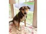 Adopt Shelby a Black - with Tan Yellow or Fawn Shepherd (Unknown