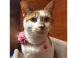 Adopt Coco a Calico or Dilute Calico Calico (short coat) cat in 