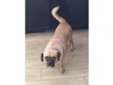 Adopt Wayne a TanYellowFawn - with Black Pug  Beagle  Mixed dog 