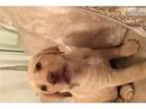 lab (puppies)