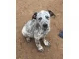Adopt McGee a White - with Black Blue Heeler  German Shepherd Do