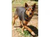 Adopt Willie a Australian Cattle Dog (Blue Heeler)