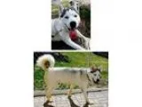 Adopt Rocco a Siberian Husky